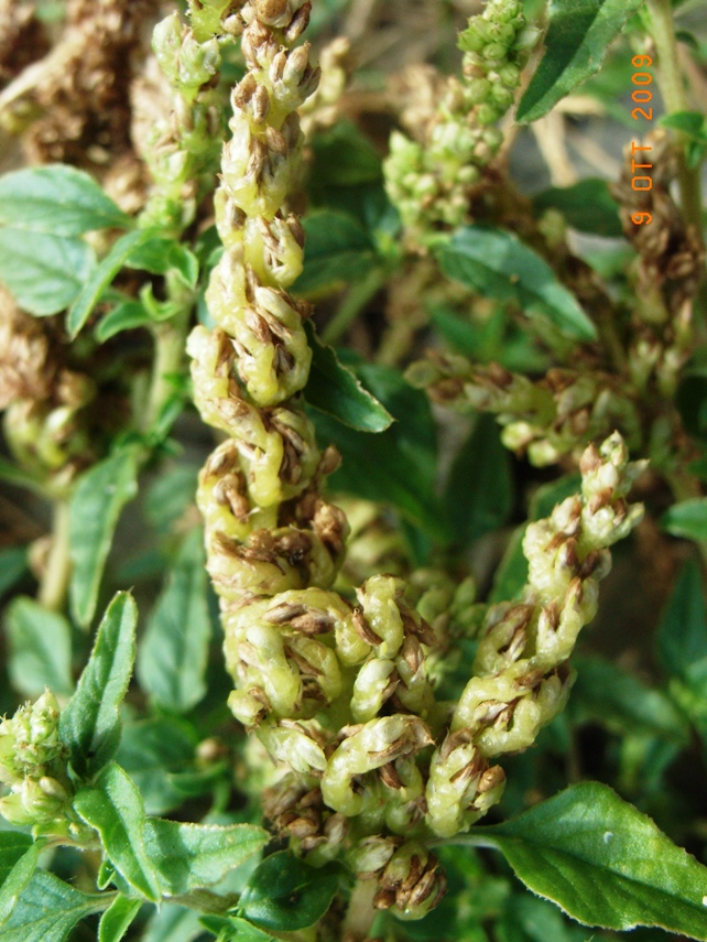 Amaranthus deflexus / Amaranto prostrato